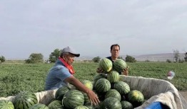 盈江吃瓜,品味夏日田园风情