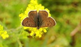 吃瓜小熊云南蝴蝶,吃瓜小熊的探秘之旅