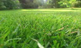 梦见割草吃瓜,割草吃瓜的奇幻之旅