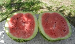 梦见割草吃瓜,割草吃瓜的奇幻之旅