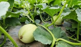 汾阳吃瓜原视频,一场视觉与味蕾的双重盛宴