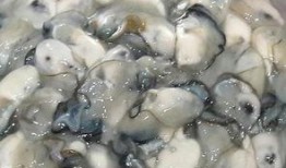 茭瓜跟海蛎子能一起吃吗,健康搭配的饮食禁忌解析