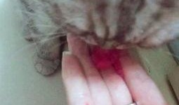 吃瓜评论吧唧嘴