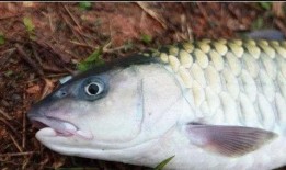 吃瓜吃鱼嗑瓜子