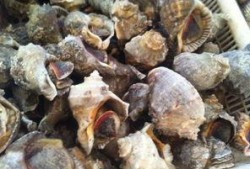 神奇的海螺吃瓜群,揭秘网络社交新潮流