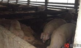 养殖场吃瓜视频