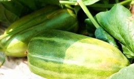 生瓜直接吃,新鲜口感与营养价值的双重享受