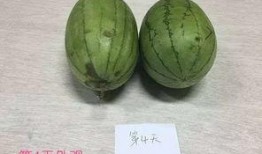 汾阳吃瓜原视频,一场视觉与味蕾的双重盛宴