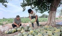 盈江吃瓜,品味夏日田园风情