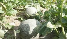 西域吃瓜事件,揭秘网络舆论的风云变幻