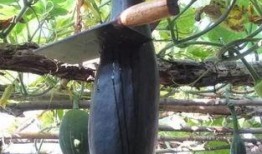 吃瓜生存,揭秘娱乐圈背后的真相与生存法则