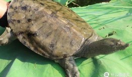 甲鱼喜欢吃瓜,瓜果佳肴的诱惑之旅