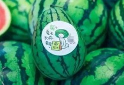 吃货瓜 瓜,吃货瓜瓜带你领略美味人生