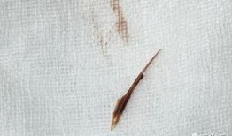 吃瓜吃鱼嗑瓜子