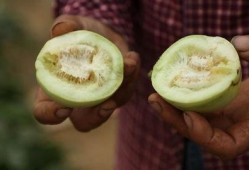 金乡直播吃瓜,揭秘网红美食背后的故事