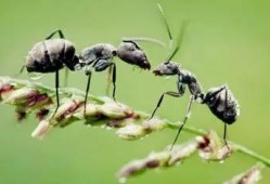 蚂蚁瓜怎么吃最好,解锁美味新境界