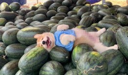 吃瓜和睡觉,揭秘日常生活中的小确幸