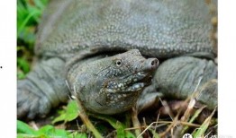 甲鱼喜欢吃瓜,瓜果佳肴的诱惑之旅