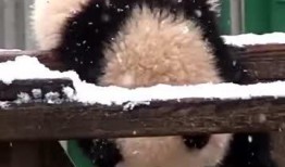 吃瓜小熊模仿,揭秘模仿界的搞笑达人