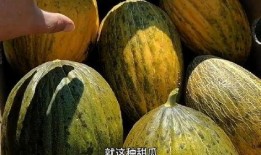 喜欢吃田瓜,探寻美味田瓜的独特魅力