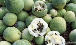 吃瓜吃鱼嗑瓜子