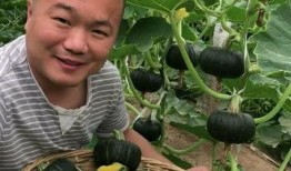 喜欢吃田瓜,探寻美味田瓜的独特魅力