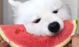 群众微笑吃瓜视频,共享快乐时光