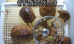 养殖场吃瓜视频