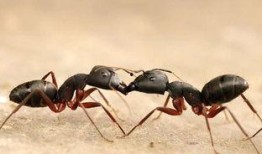 蚂蚁瓜怎么吃最好,解锁美味新境界