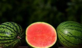 瓜瓜菌吃瓜,瓜瓜菌的奇妙吃瓜之旅