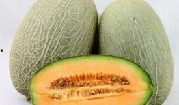 地里吃哈密瓜图片,哈密瓜的甜蜜诱惑