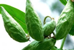 牛怎么吃瓜,田园生活的一角